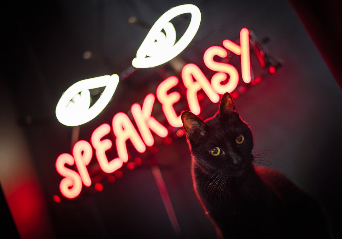SpeakeasyBeer's tweet photo. That moment when a dog slips into our Tap Room. #brewkitty #beercats https://t.co/eE6daCqcDF
