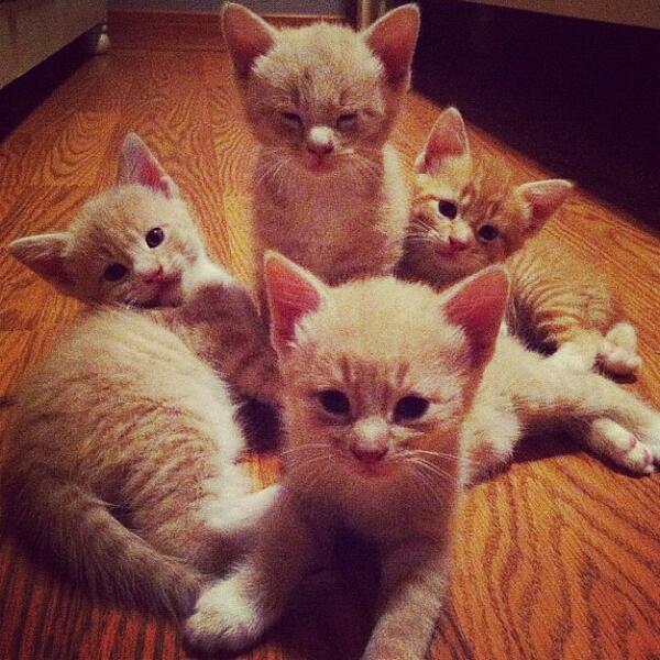 Retweet if these cuties made you smile!
