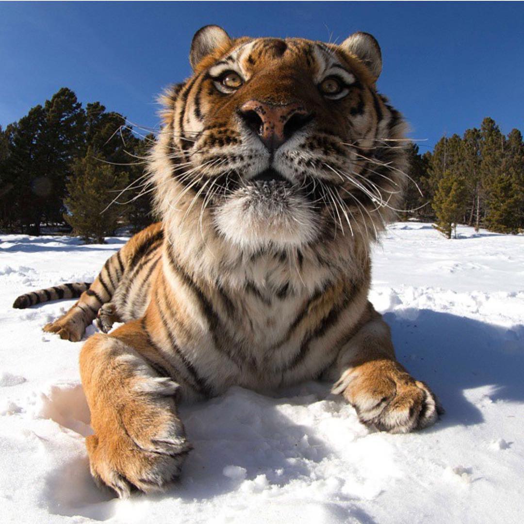 AnimalsShot's tweet photo. What an awesome picture https://t.co/0Z7grwk4Wh