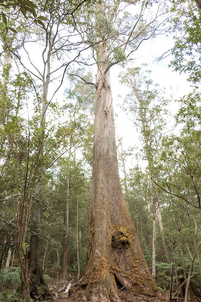 TinDTC's tweet photo. Dont clear-fell #BlueDerby future #politas #SaveMutualValley nature-huge part of experience https://t.co/lQzRfckB7J https://t.co/0ROqg3hOpg
