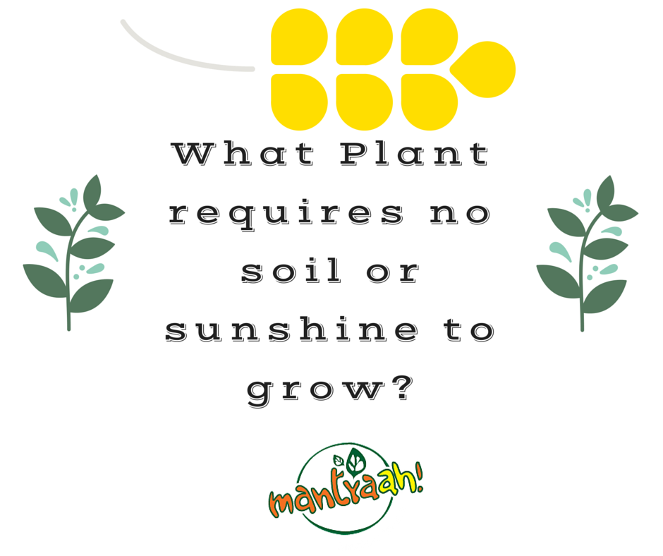 #FunRiddle Could you answer the question?