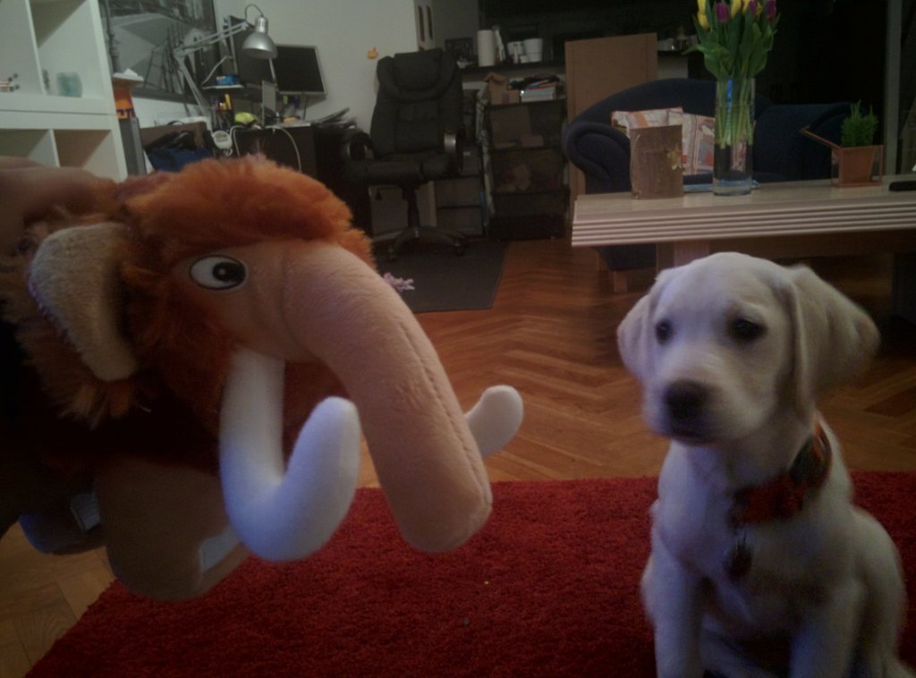 rdohms's tweet image. Package says #truenorthphp wolly mammoth, but Bella has judged it is food.