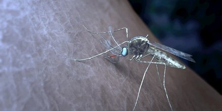 WEHI_research's tweet photo. 3D map of critical #malaria protein provides new clues for vaccine development @ausynch https://t.co/3vsFLqJH6r https://t.co/K2CuiWzBId