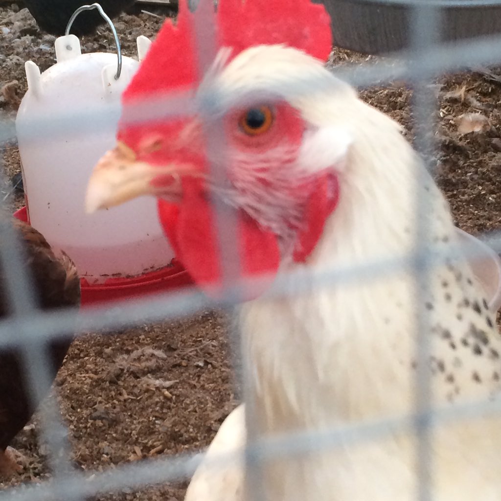 swoutdoorsman's tweet image. I got my eye on you punk! #knowyourfood #azspring #desertlife #eggs