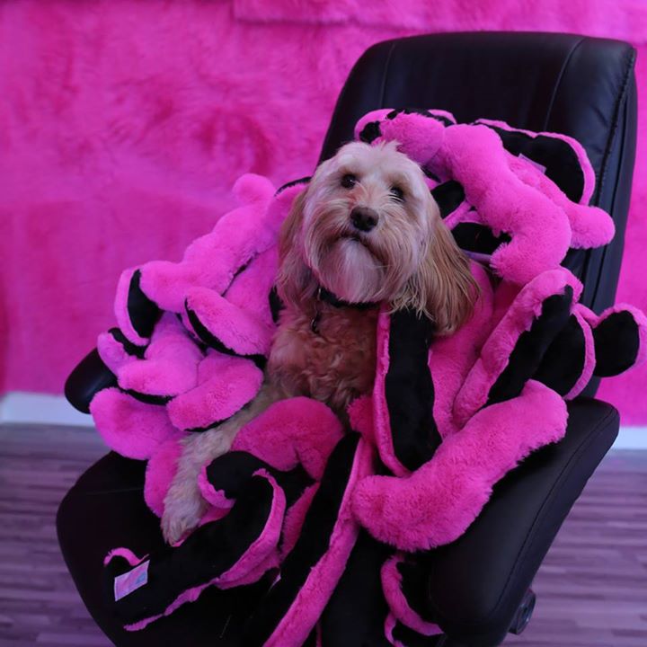 TampaLyft's tweet photo. As soon as we get to 50 followers we'll have a @lyft #cuddlestache giveaway! One lucky winner. (dog not included). 🏆 https://t.co/i32qifqbA9