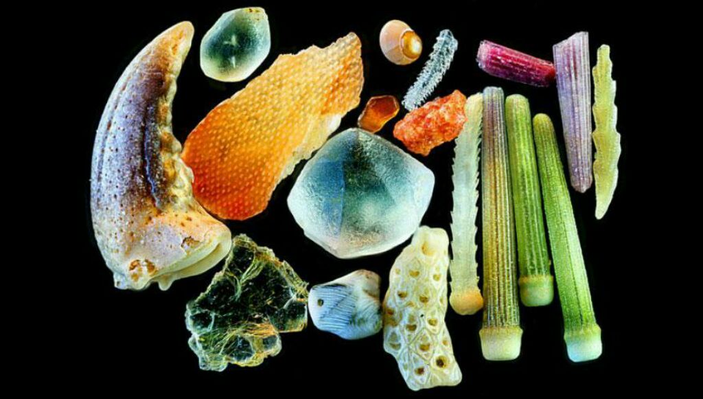 oceana tweet picture