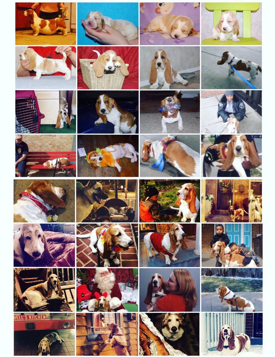 dltuley's tweet photo. #ThrowbackThursday: 8 years ago tomorrow a very special #bassethound named @sweetrubyred was born. #TBT #birthday https://t.co/nEsFxrGScd