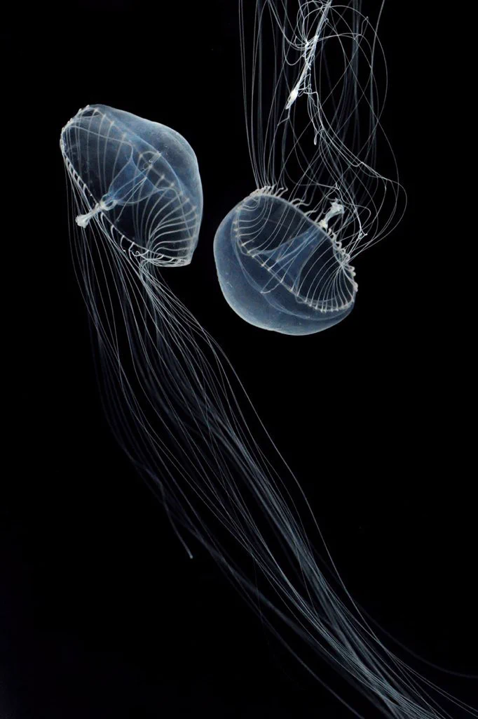 京都水族館 on X: 
