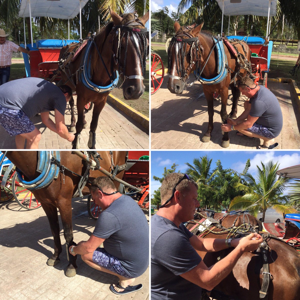 Gary_Witheford_'s tweet photo. Thrilled!Just bought our first in Cuba! He's a fit 6y/o colt to work if other horses need time off #HelpCubanHorses https://t.co/Cm7ezqgfh5