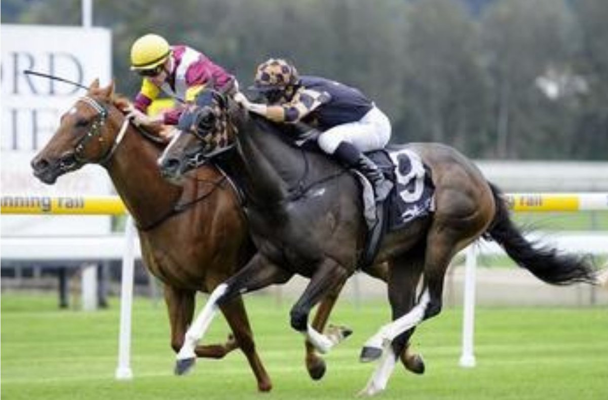 SamTaweets's tweet photo. Good luck to the owners of Hawaiian Rose who races in the next at Quirindi! #RightInIt #RunRosieRun https://t.co/EEhMRWGnry