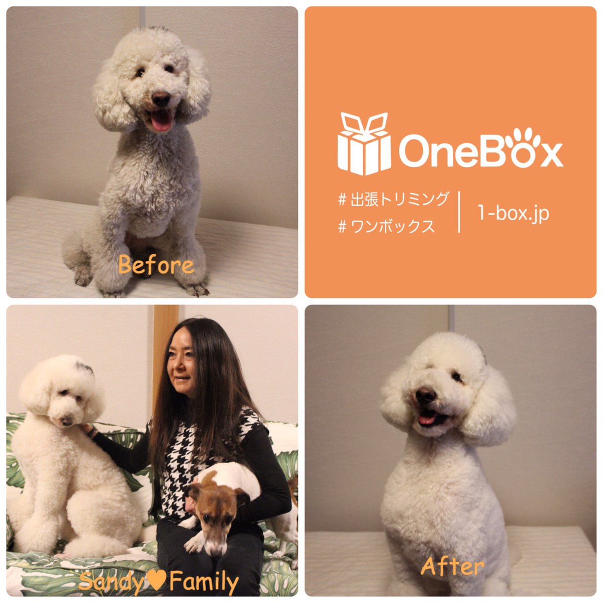 OneBox_'s tweet image. Sandy家スノーちゃん（2016.02.18）

【出張トリミングのお申し込みはこちら】
1-box.jp/services

#出張トリミング　#ワンボックス　#スタンダードプードル