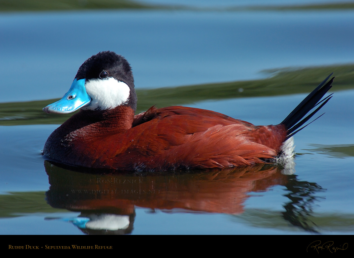OSU Bird Nerds tweet media