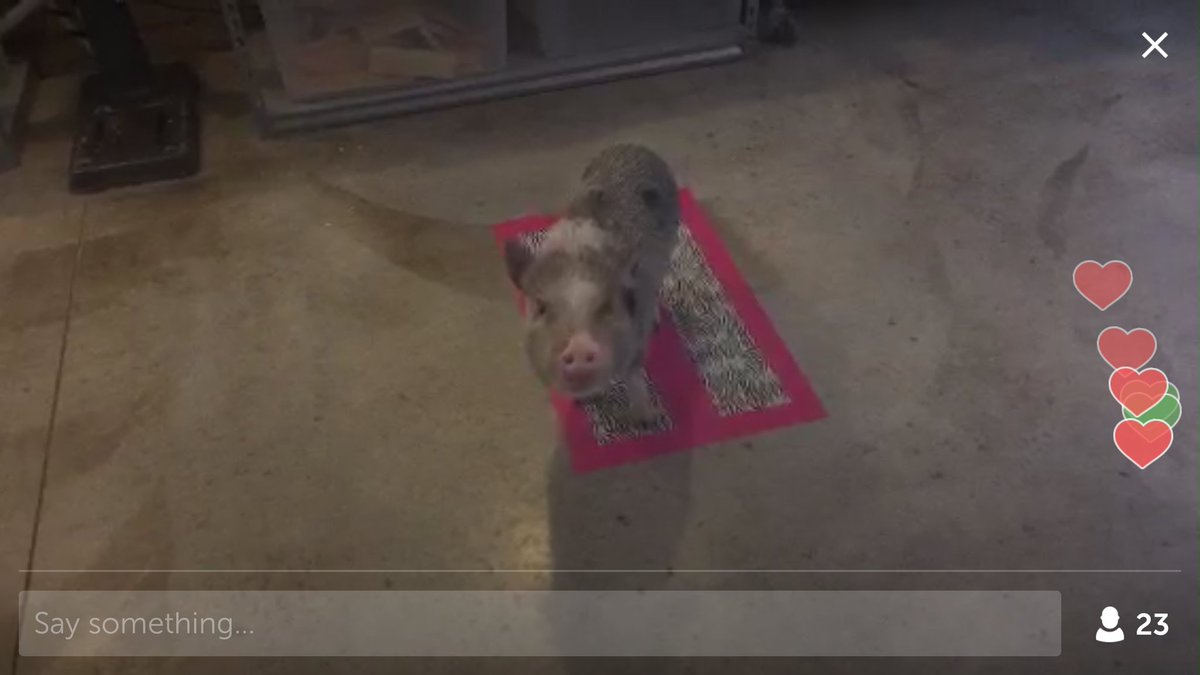 ChrisHettwerWI's tweet photo. @LaraJoseph @periscopeco And to the pigs! https://t.co/s9idrOE5L6