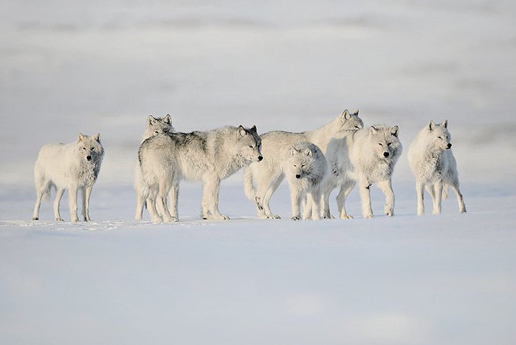marthajefferson:

Officially, no one was able to approach the White Wolf for 25 years. Vincent Munier, wildlife pho…