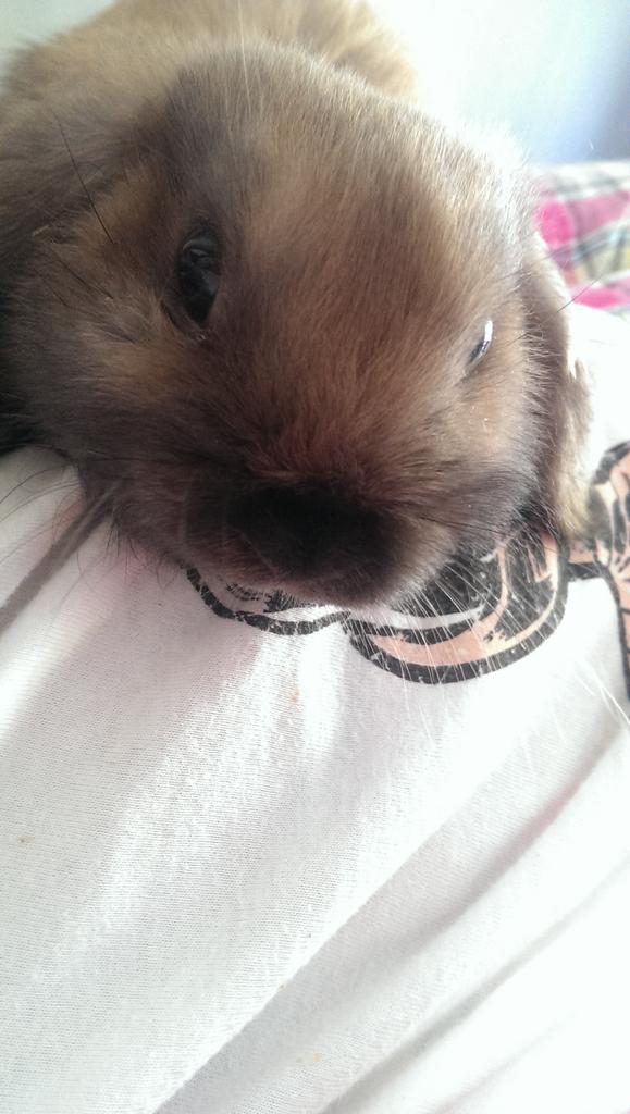 LauraAnn_x's tweet photo. Aaaawww, i forgot just how smol Biscuit was when we first got her. She fitted on the palm of my hand! #tinyfloof https://t.co/6S4xl5Fpev