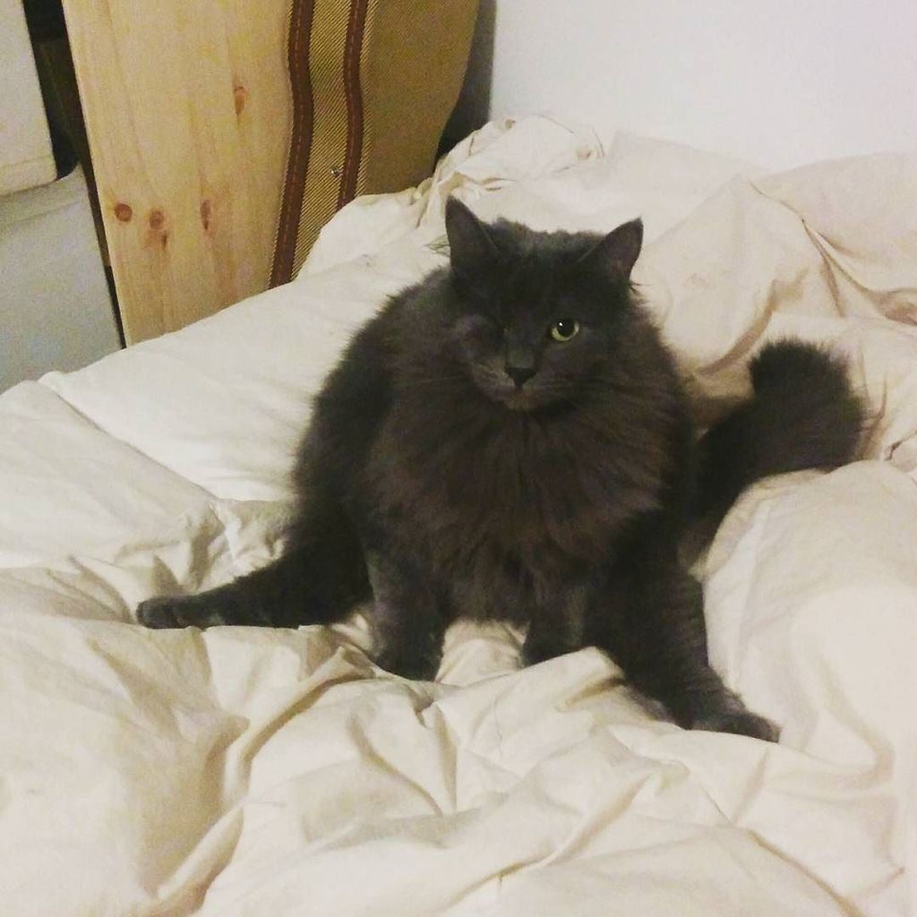 beanspewpew's tweet photo. Cat yoga. #adabelle https://t.co/ICqDtwcKc0 https://t.co/4atR2wiVQ1