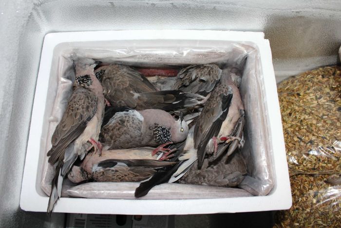 NathanHCoates's tweet photo. #Frozen #feral #doves trucked to #Darwin to feed #endangered Top End #python #NT @ABCRural https://t.co/sDmvtyHb3w https://t.co/JLUJ4xPoQ3