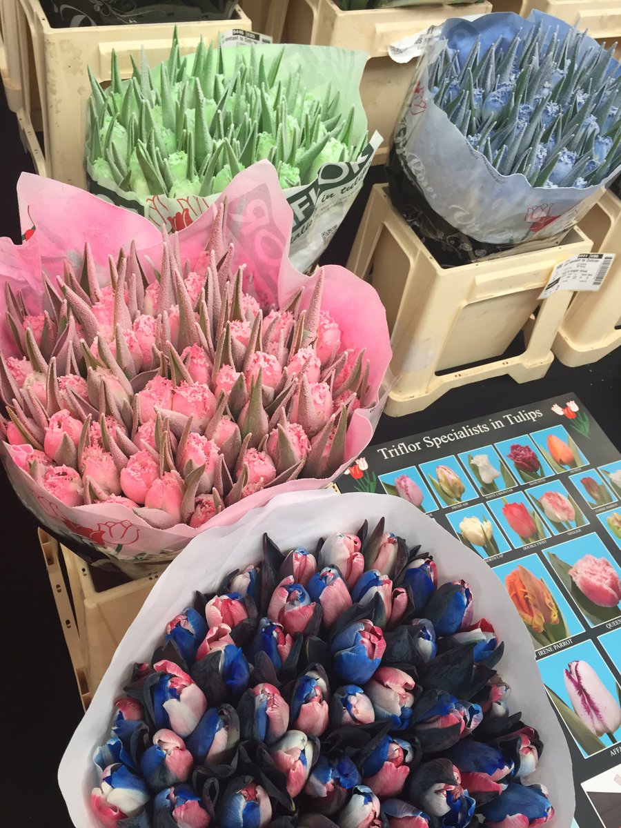 bloemisterij's tweet photo. #Triflor toont tijdens Vaktentoonstelling in Zwaagdijk de tulpen 'sugar green', 'Rainbow Russia' en meer https://t.co/gxKMt0mraf