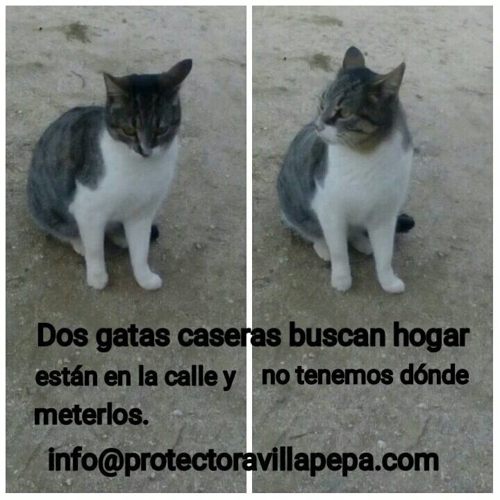 Difusiones Cleo tweet media