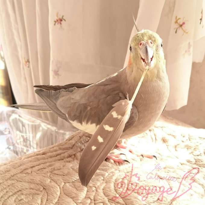 オカメインコのぼやたんのtwitterイラスト検索結果