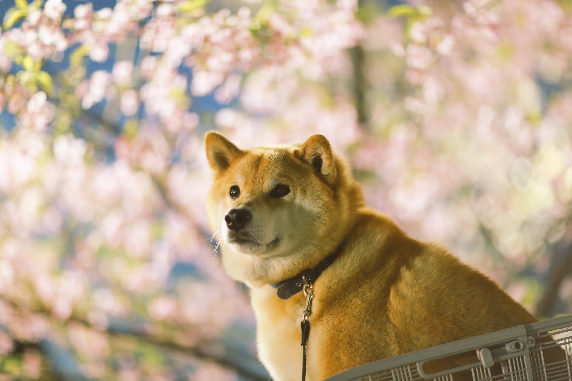 柴犬まる 柴桜だよ人生は T Co Nvs4knqsir 柴犬まる 柴桜だよ人生は T Co Nvs4knqsir