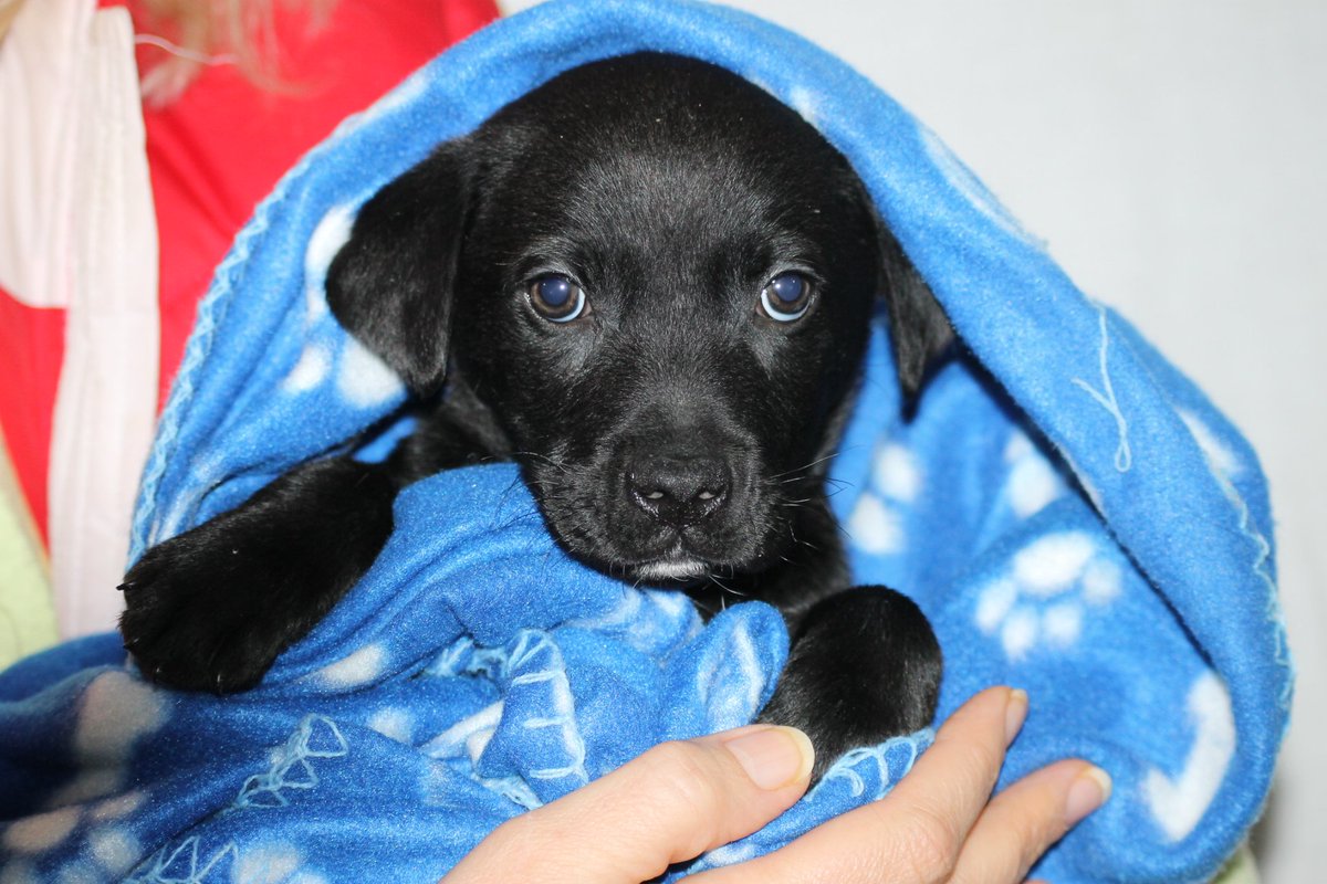 asoc_recal's tweet photo. ROMI, adopción o acogida urgente. https://t.co/URXxDQ6b4F https://t.co/YXsqFuyxJl