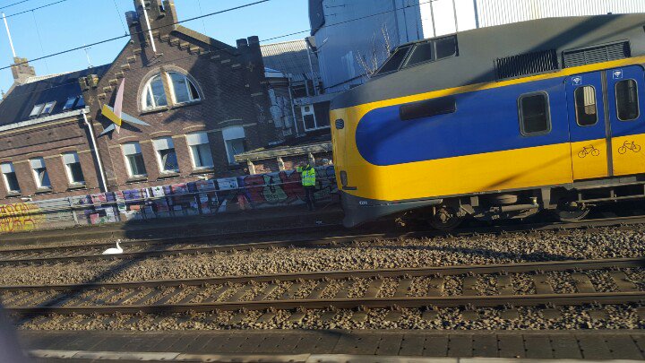 Zwaan op het spoor ontregelt het gehele treinverkeer rond Amsterdam. #ns #Amsterdam #zwaanophetspoor