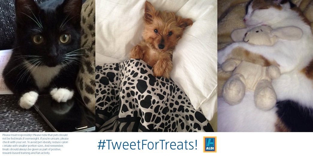 AldiUK's tweet photo. Does your furry friend love treats? RT and Like for a chance to #WIN! https://t.co/KgdydeTjWK