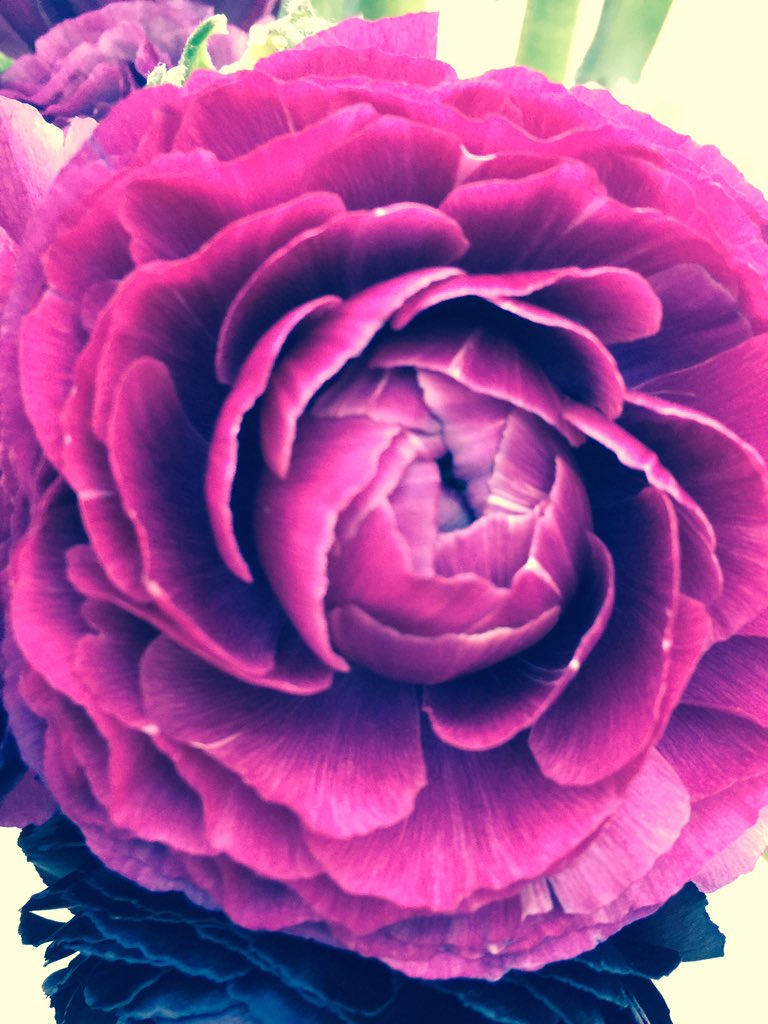 So excited  - part of the <a href="/ChappleFlowers/">Holly Chapple</a> <a href="/MoodFlowersUK/">Mood Flowers</a> #London 2016 event #FridayFeeling #flowers #flowerfriends