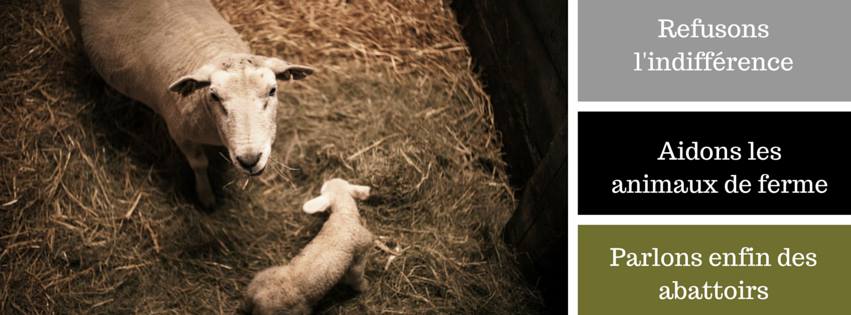 AFAAD4's tweet photo. Enquête #ConsoGlobe: spéculation et omerta des industriels sur le #minerai de #viande
https://t.co/FdWMaMef5d https://t.co/tx5G3SveBg