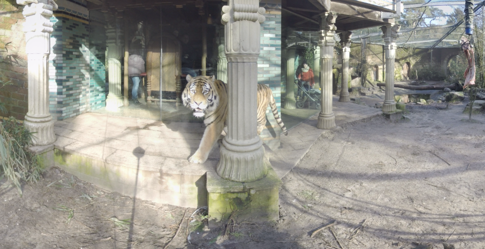 VR_Gorilla's tweet photo. @dpamersfoort Experience the strength of a Siberian tiger just feet away :P. Coming soon! #VR #virtualreality #tiger https://t.co/E7jziSGitZ