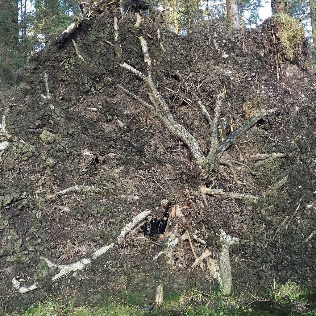 VickyForrester_'s tweet photo. Uprooted! #shallowground https://t.co/bwBDVb8Syx