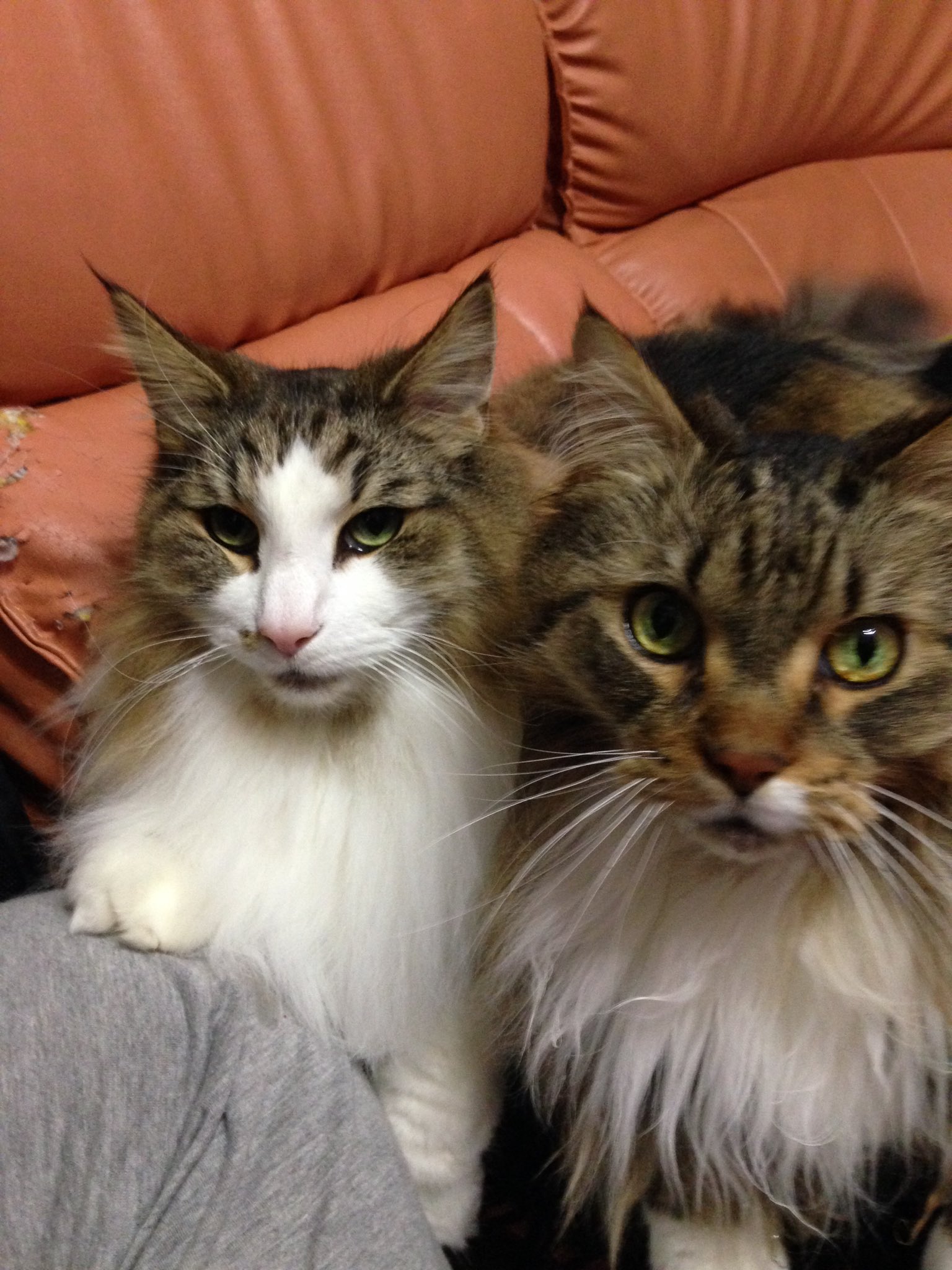 立花慎之介 なまはげ Love みっぴよ 立花さんの猫ちゃんにちょっと似てるなー 立花さんと同じ ノルウェイジャンで アイスっていうんです いぇーい立花さんと一緒 T Co Jrqdhd4iax Twitter 立花慎之介 なまはげ Love みっぴよ 立花さんの猫ちゃんにちょっと似てるなー 立花さんと同じ ノルウェイジャンで アイスっていうんです いぇーい立花さんと一緒 T Co Jrqdhd4iax Twitter