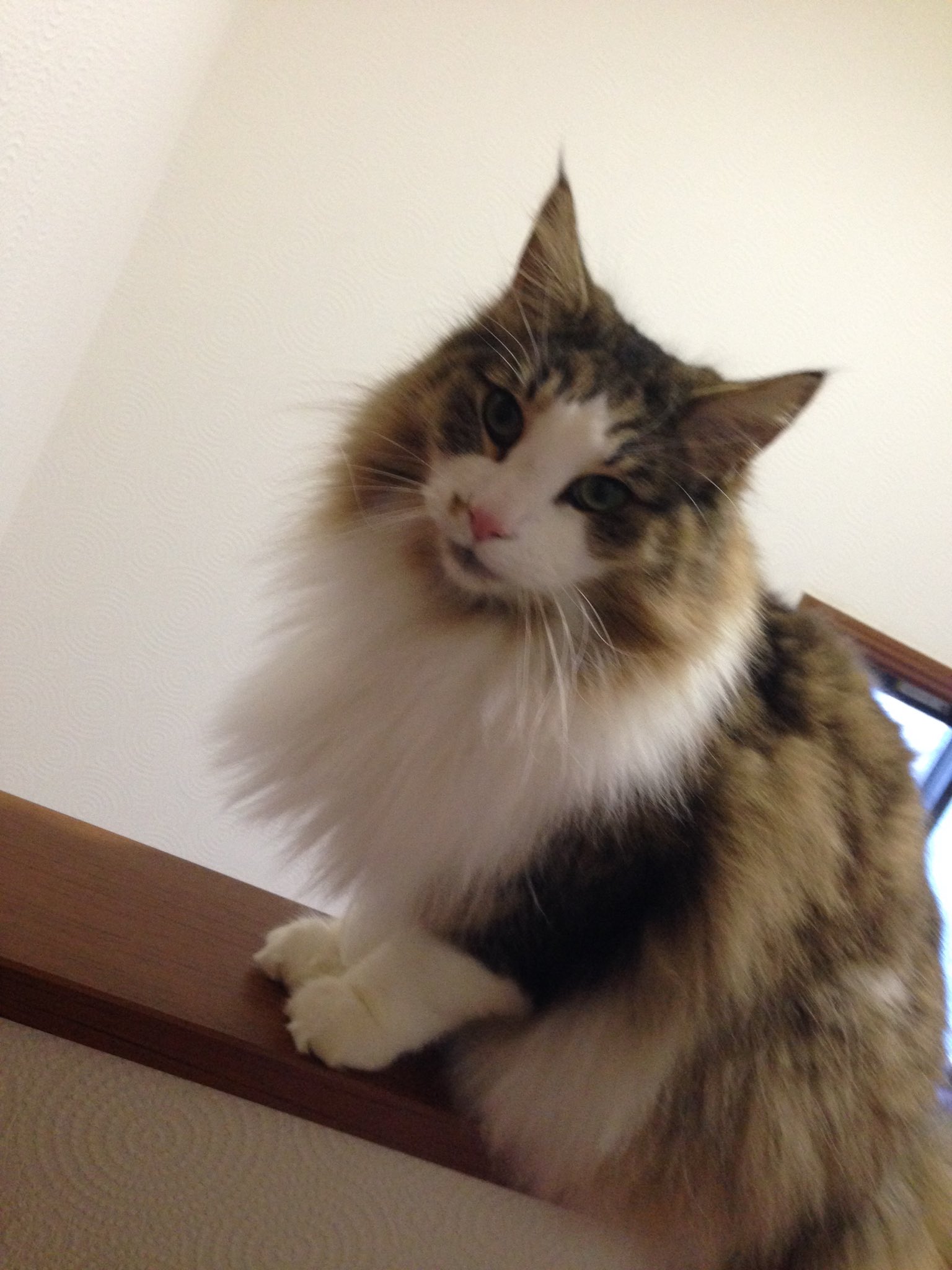 立花慎之介 なまはげ Love みっぴよ 立花さんの猫ちゃんにちょっと似てるなー 立花さんと同じ ノルウェイジャンで アイスっていうんです いぇーい立花さんと一緒 T Co Jrqdhd4iax Twitter