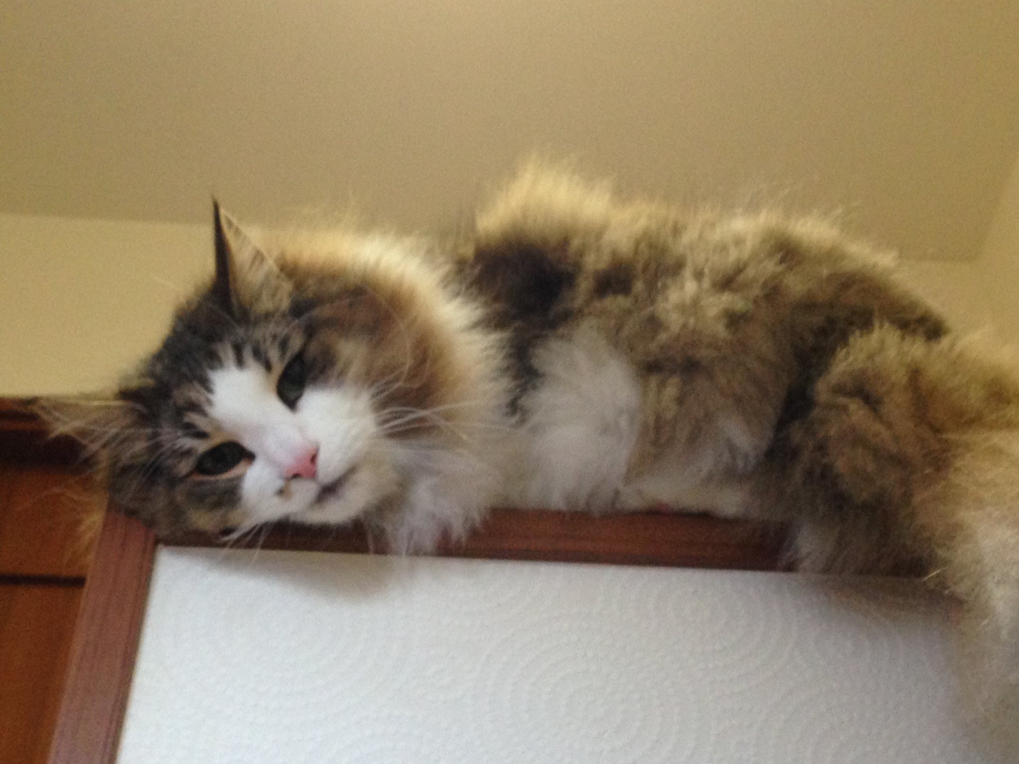 立花慎之介 なまはげ Love みっぴよ 立花さんの猫ちゃんにちょっと似てるなー 立花さんと同じ ノルウェイジャンで アイスっていうんです いぇーい立花さんと一緒 T Co Jrqdhd4iax Twitter