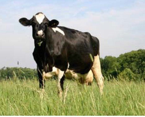 Smallholders World tweet media