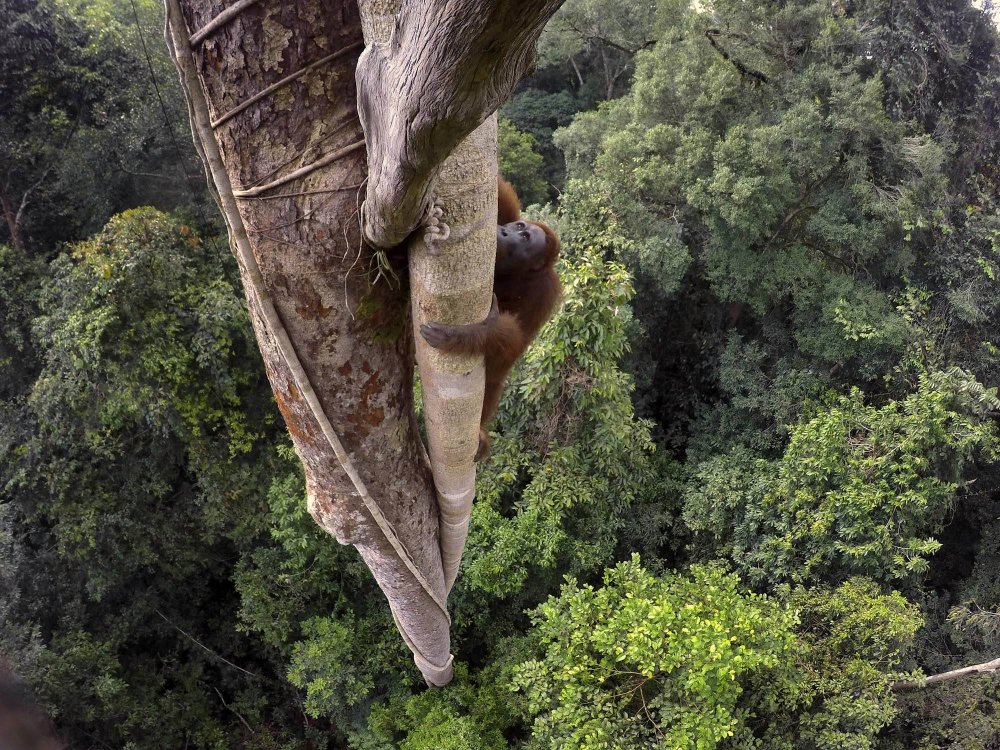 GNFI's tweet photo. Foto dari Daratan Kalimantan Ini Menangkan Kontes Foto Tingkat Dunia : https://t.co/lRdKLrjUmg https://t.co/QSz6w40NJC
