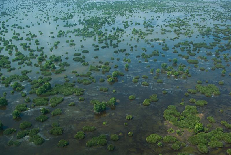 Sea water intrusion provides habitat for plenty of birds. #ShellBeach, #Guyana