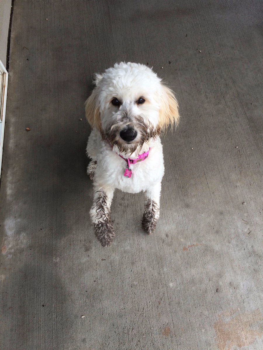 bodenru's tweet photo. wrutrow... #Goldendoodle #TROUBLE https://t.co/wzhtArcOxZ