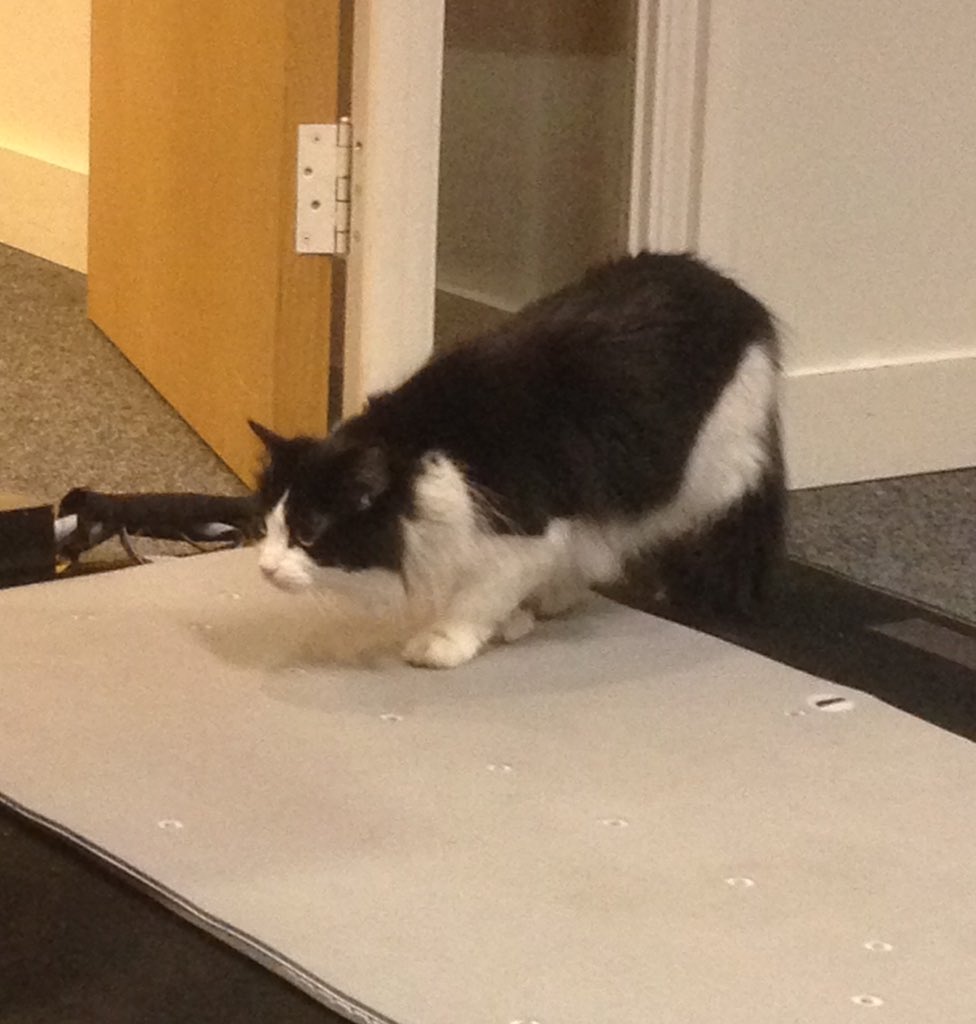 matter_fit's tweet image. @IWLondon cat on our mat 😻 @Zee_West great event last night! #techkitty #startup