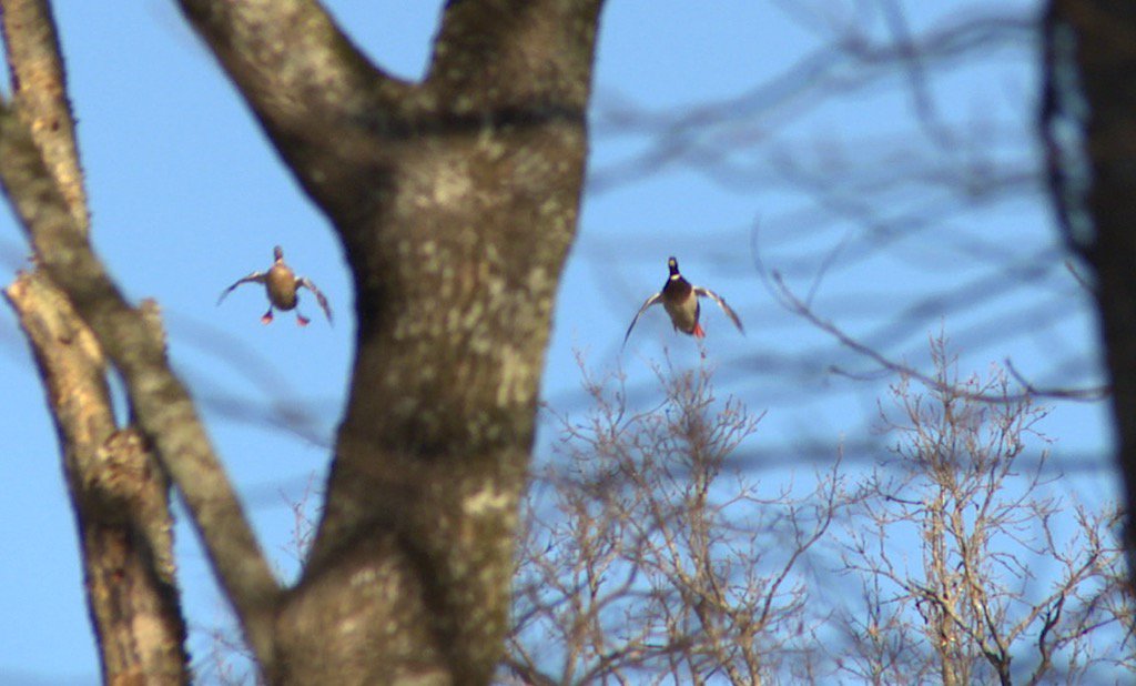 World-class approach while hunting the timber in Arkansas.<a href="/JaseDuckman/">Jase Robertson</a> <a href="/stoneduckman/">Jay Stone</a> <a href="/GodwintheWalrus/">John Godwin</a>