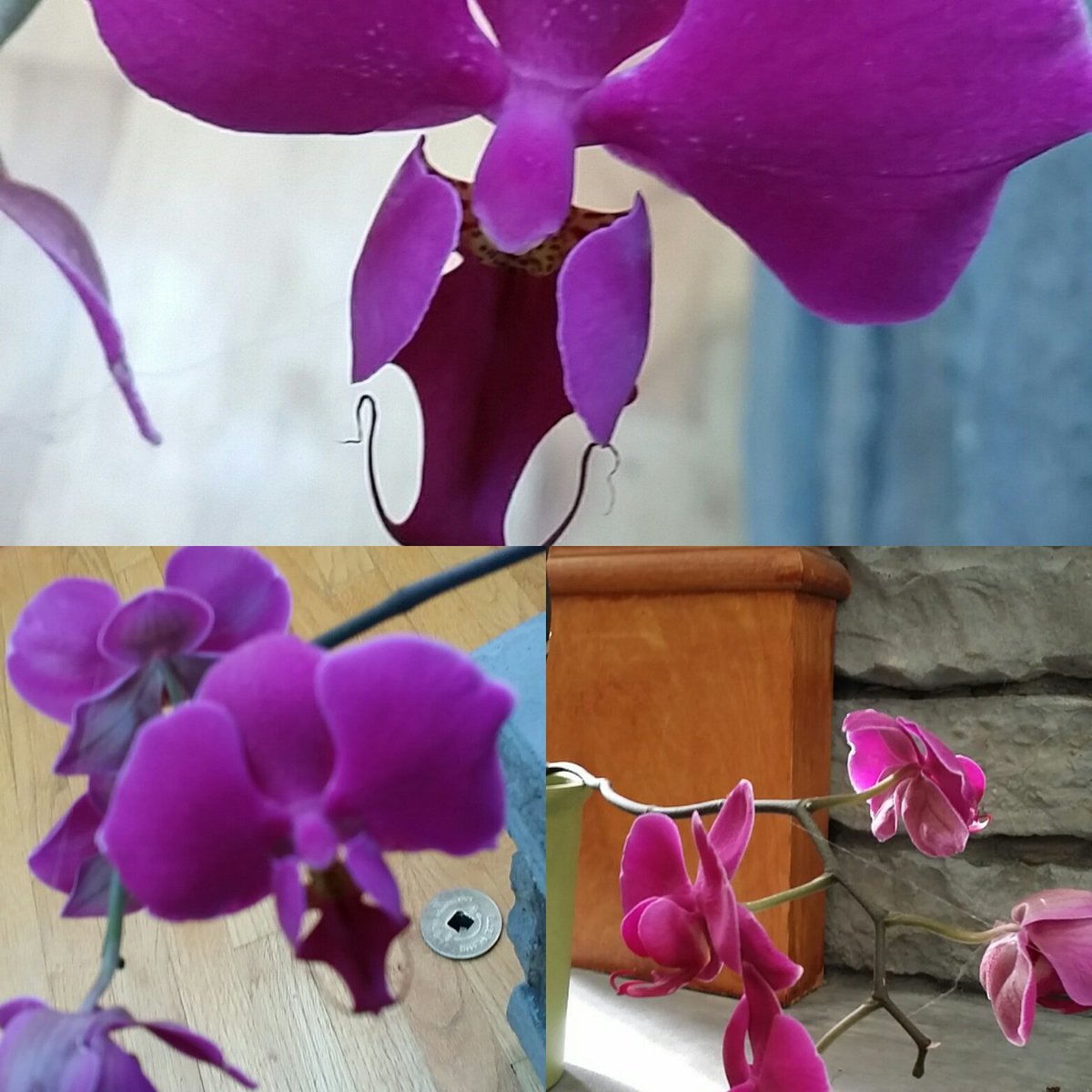 KarenLFielden's tweet photo. My orchid #love #Orchids #flowerfocus https://t.co/l5PycUcVtr