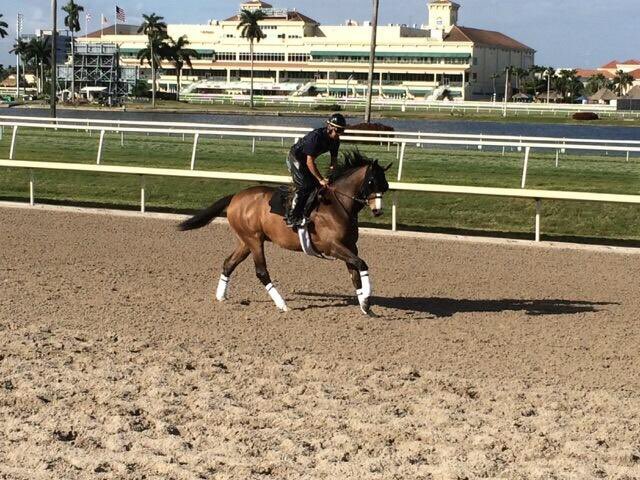 craigbrogden's tweet photo. Hip 102 @FasigTiptonCo Florida sale @GulfstreamPark @MontanyeSb Malibu Moon filly enjoying the track today https://t.co/d8G0oYcRMt