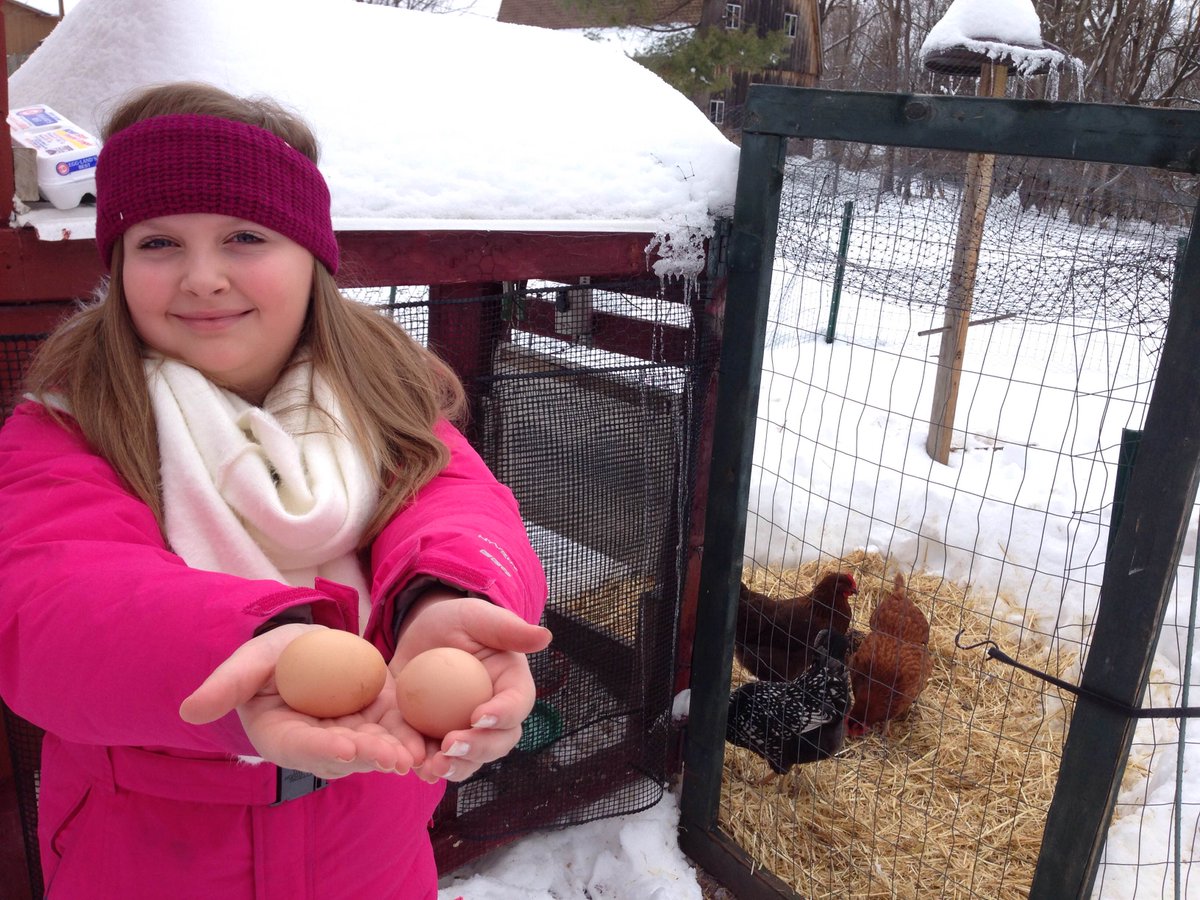 SkilburyFOX4KC's tweet photo. Cock-a-doodle-do! Daughter is Helping out our neighbor's &amp; taking care of their chickens. #WinginIt #GoodCluck https://t.co/3iY3g4C431