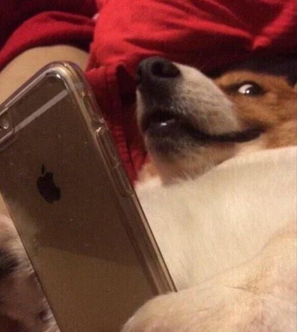 SadisticSmol's tweet image. Weiss got Neo like