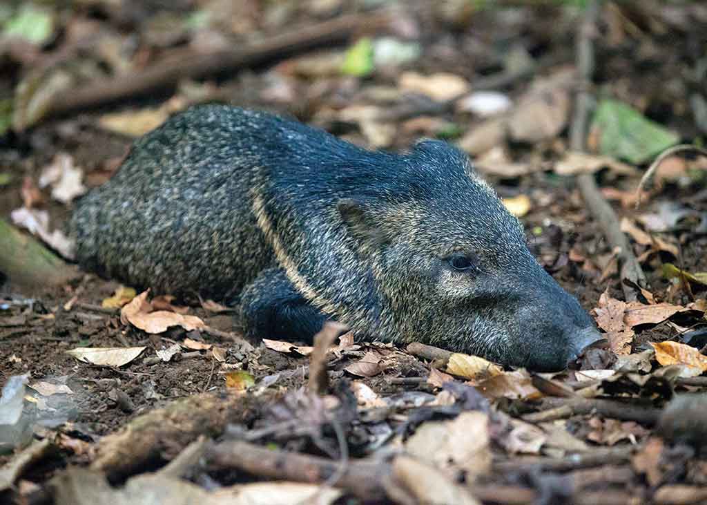 MoonGuides's tweet photo. For excellent wildlife viewing in #CostaRica, visit La Selva Biological Station:  https://t.co/US6JChGcaL https://t.co/lmutUzFYXL