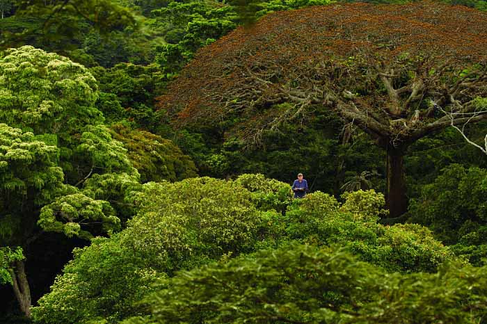 #Hue "Il Était une Forêt" is a breathtaking journey to the center of an old jungle bit.ly/1ouA4NZ