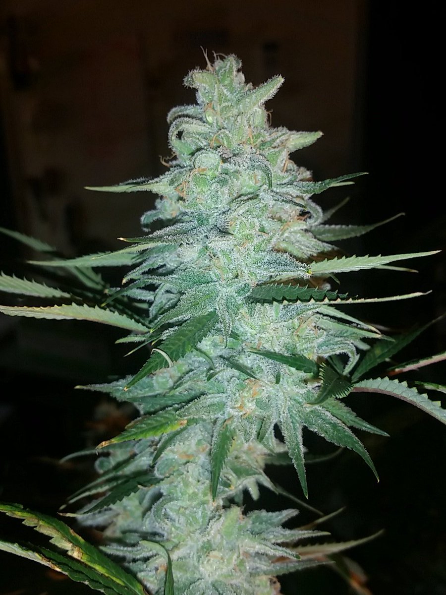 bud_villa's tweet photo. Happy Friday twitter peeps!! @HDnugs @cannabis_times @wurtzel467 @DonatoDiaz313 #howwedo#budoftheweek #ogsour https://t.co/uiKHzDpEcP