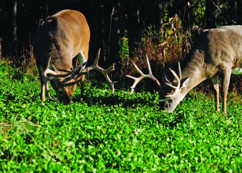 Whitetail Institute tweet media