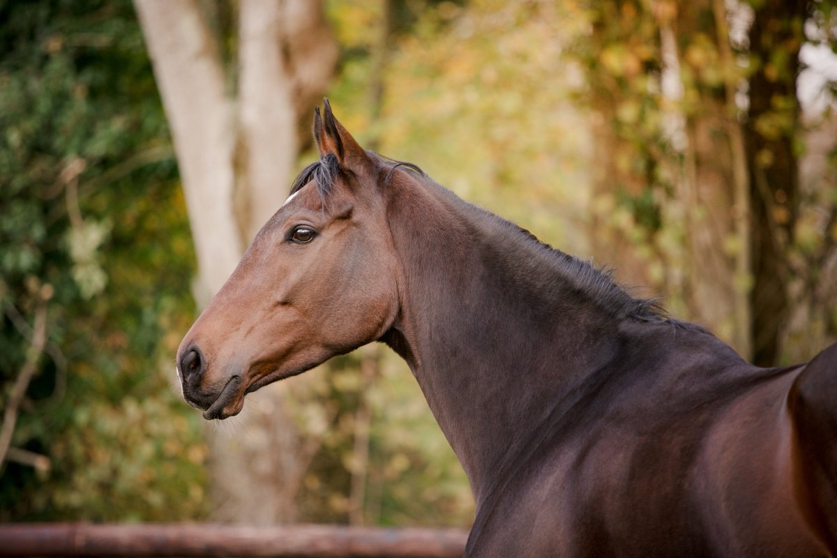 FollowTreve's tweet photo. Coucou, je pense souvent à vous... vous aurez très bientôt de mes nouvelles. © Zuzanna Lupa #followtreve https://t.co/YY3bj7EnO8